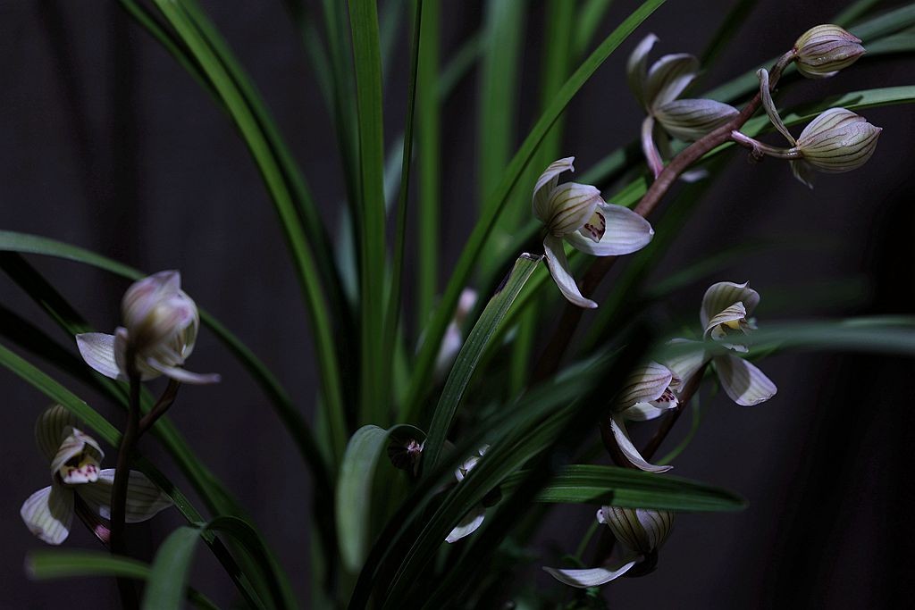 国家植物园第二届兰花展盆景园之国兰