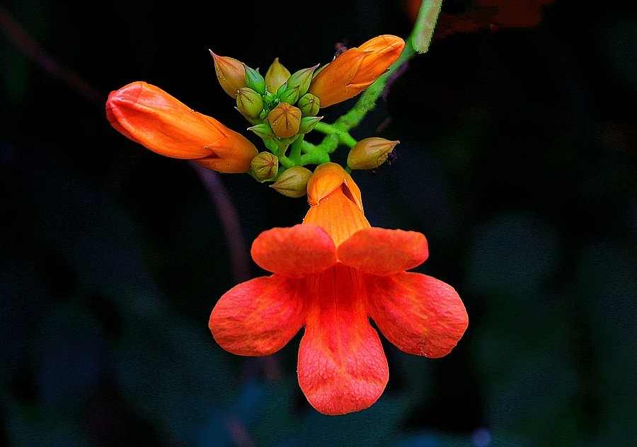 《不老松：纪实摄影》春莭给大家发点漂亮的花片。灵霄