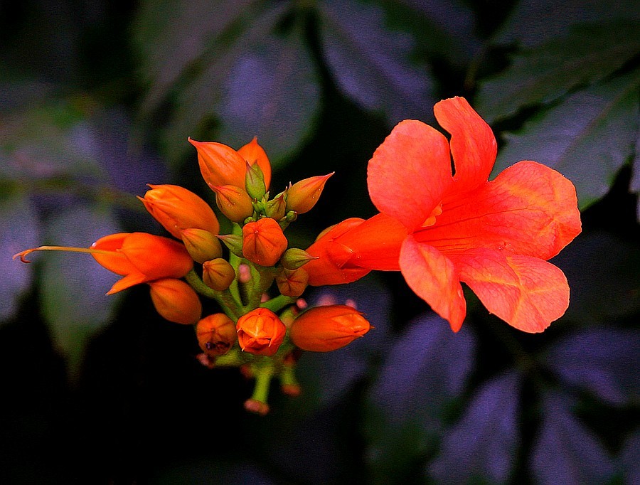 《不老松：纪实摄影》春莭给大家发点漂亮的花片。灵霄