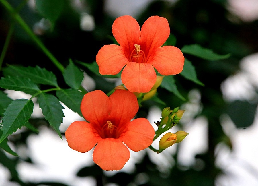 《不老松：纪实摄影》春莭给大家发点漂亮的花片。灵霄