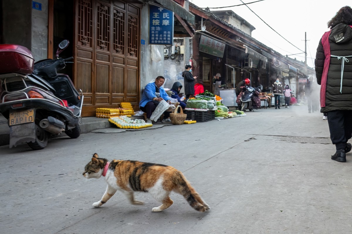 苟小静《皮影来串门》