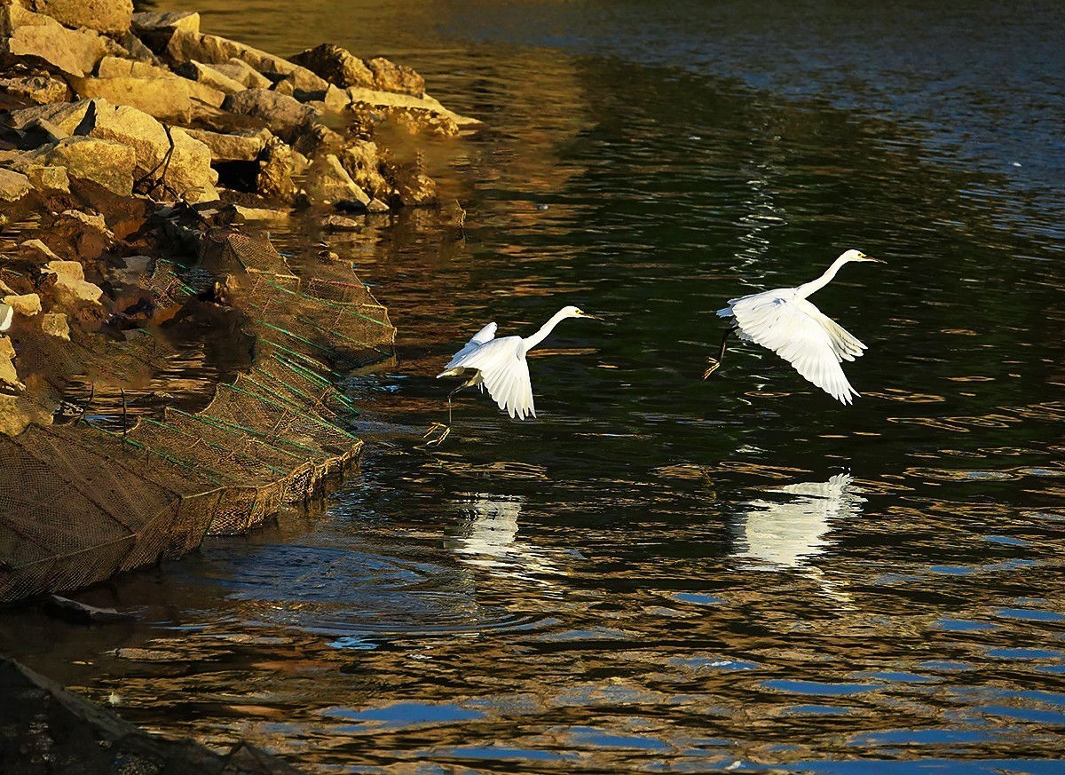 福建泉州#夕阳下的金色鹭舞（一）