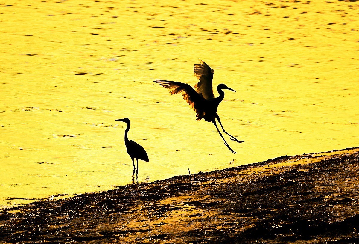 福建泉州#夕阳下的金色鹭舞（一）