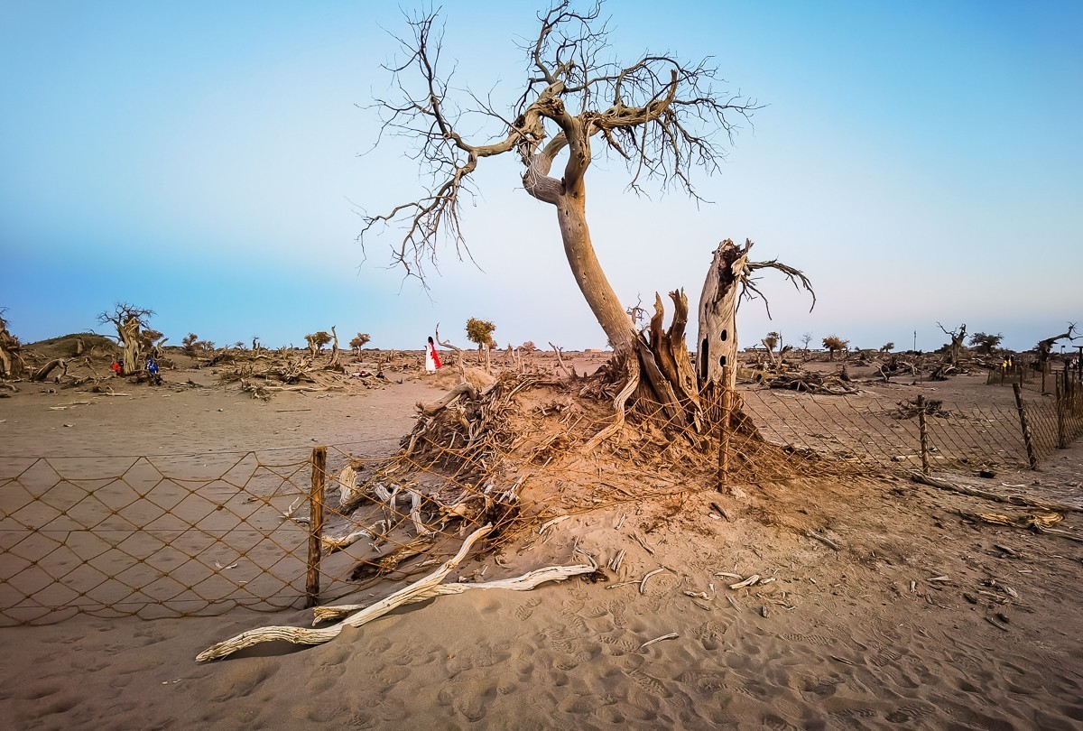 酒泉怪树林掠影