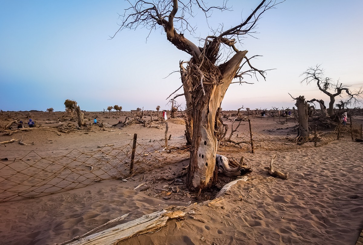 酒泉怪树林掠影