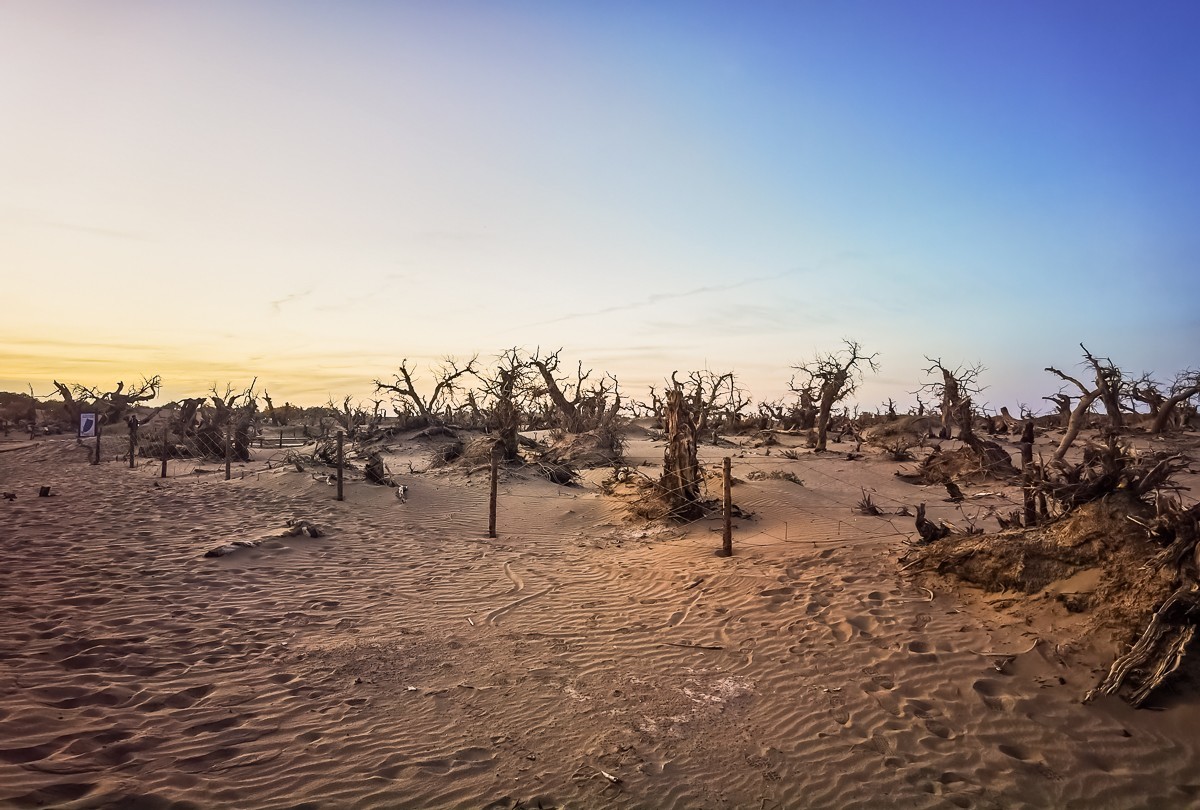 酒泉怪树林掠影