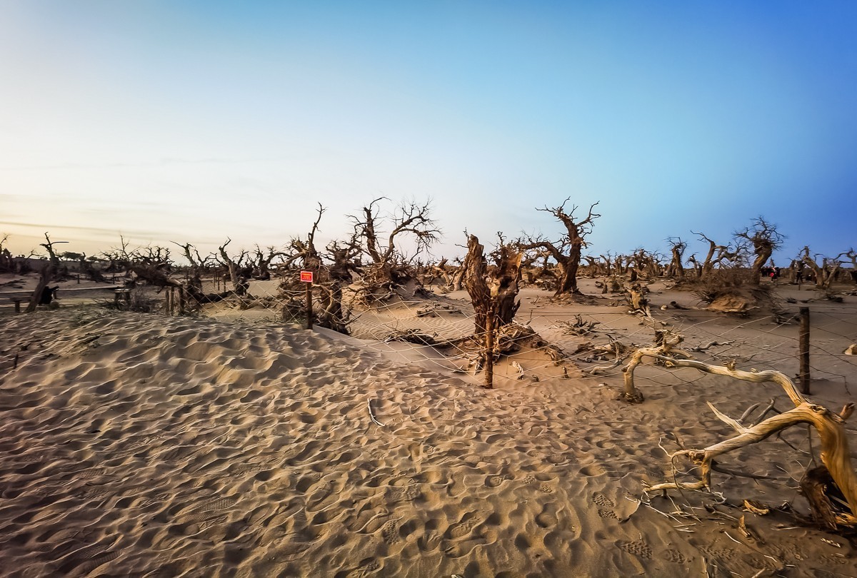 酒泉怪树林掠影