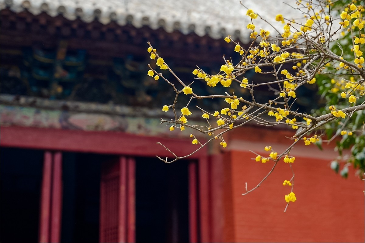 2025年第0133贴-洛阳白马寺纪实旅拍（0227）