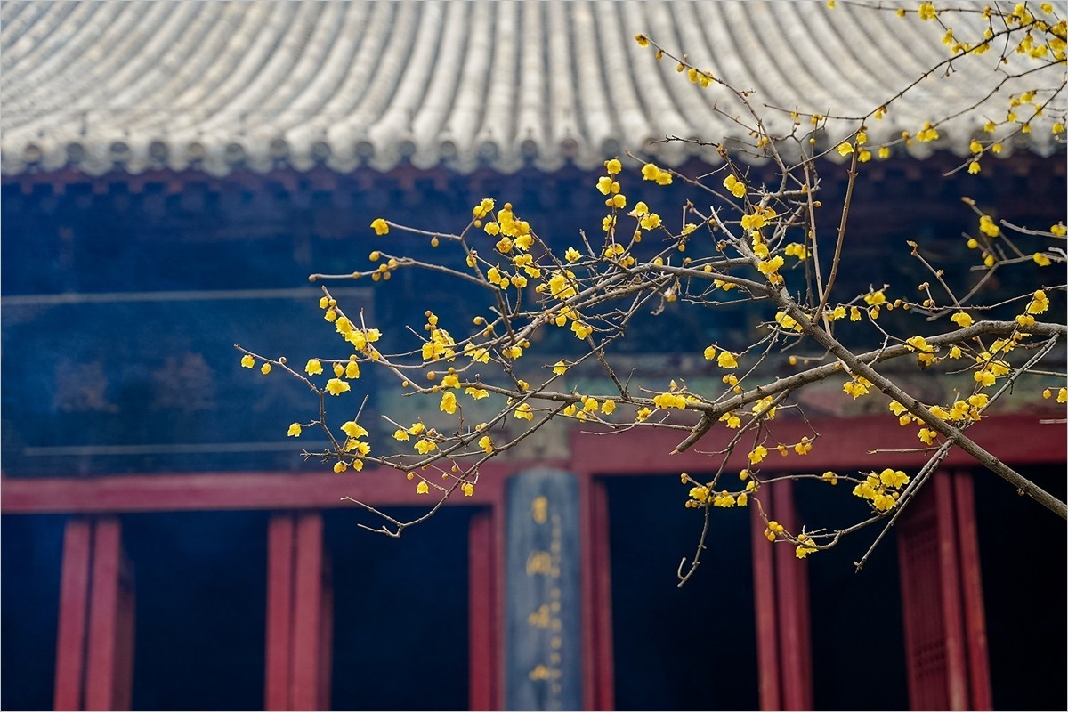 2025年第0133贴-洛阳白马寺纪实旅拍（0227）