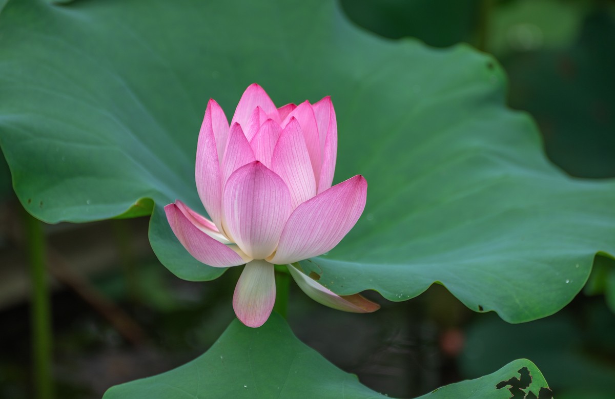 —— 荷花、莲花 ——