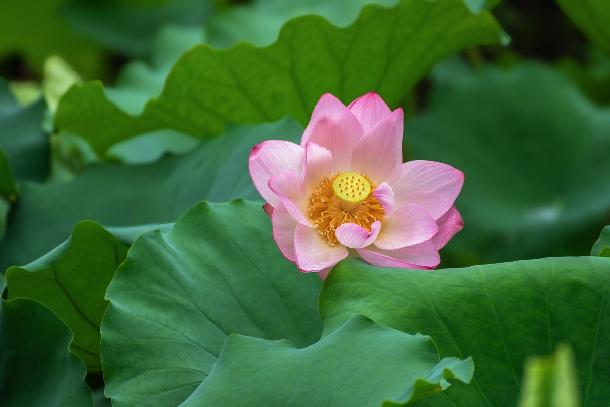 —— 荷花、莲花 ——