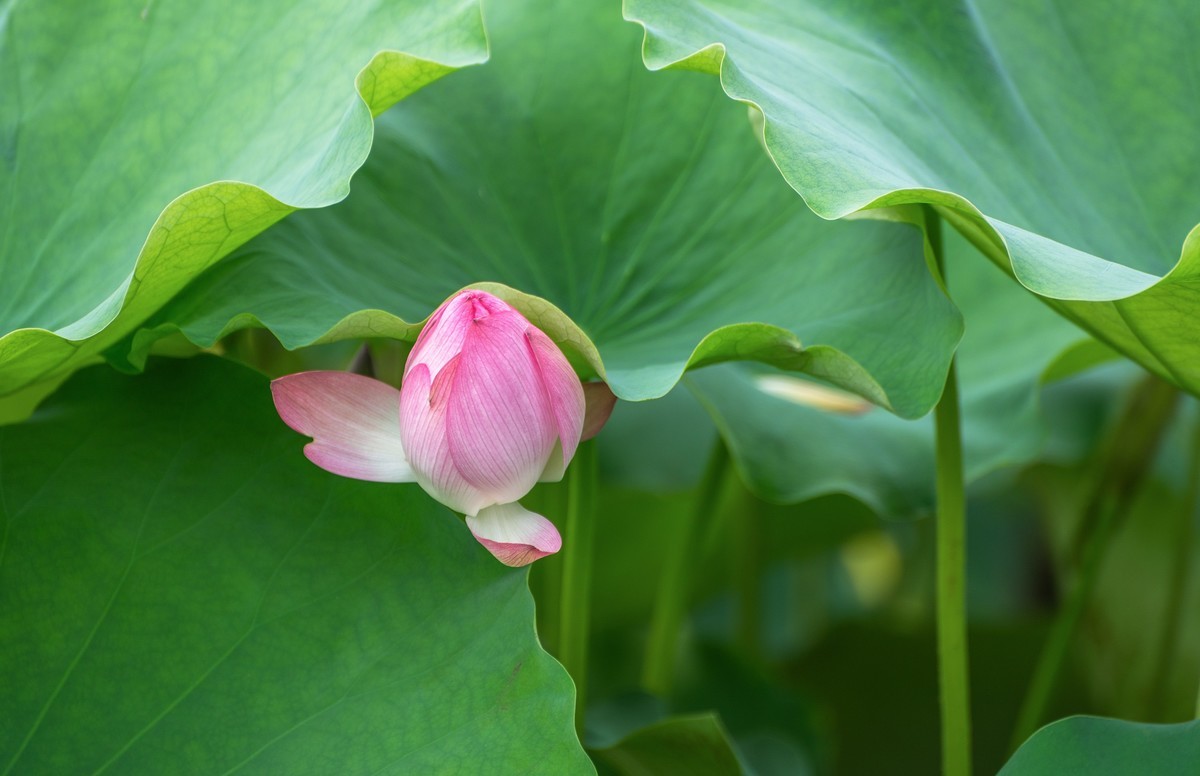 —— 荷花、莲花 ——