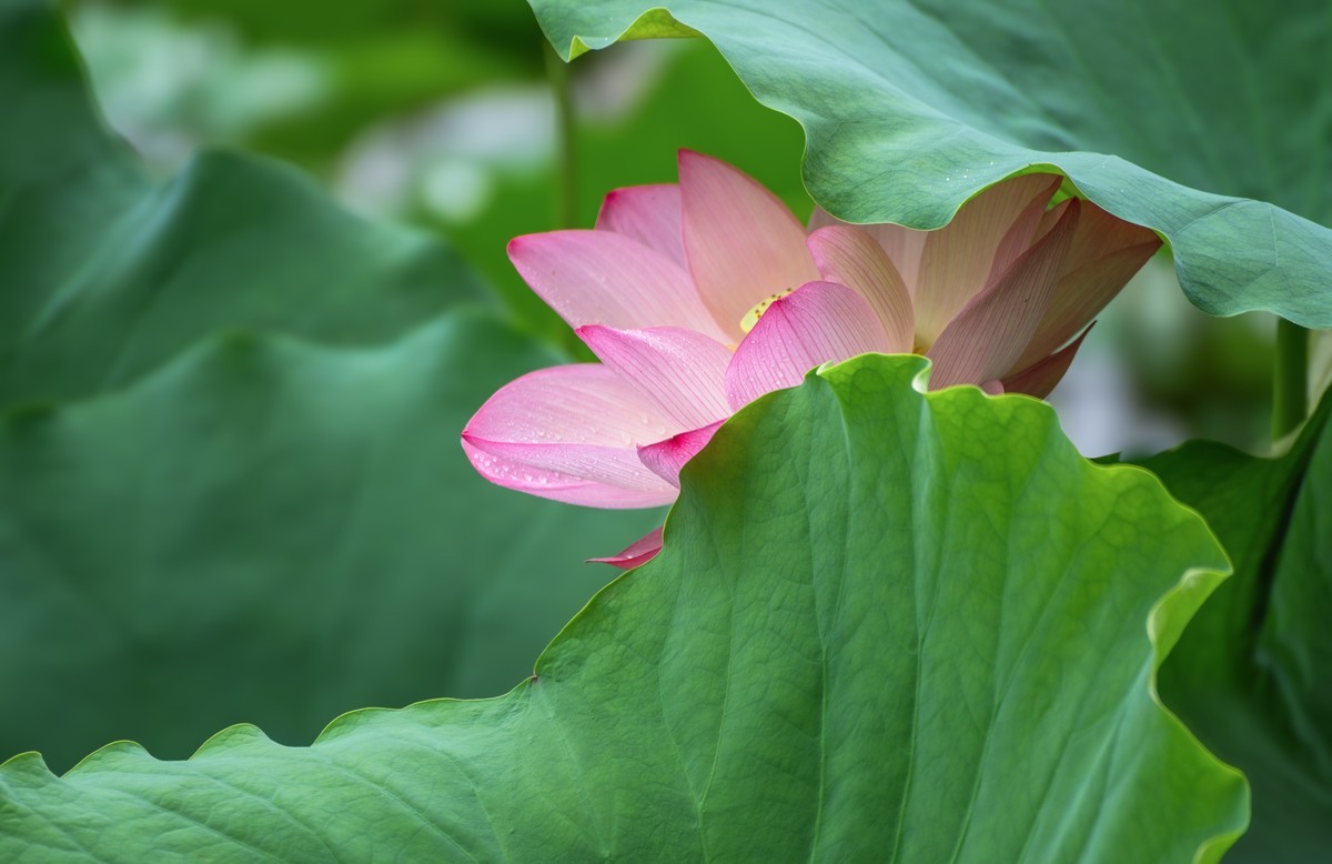 —— 荷花、莲花 ——