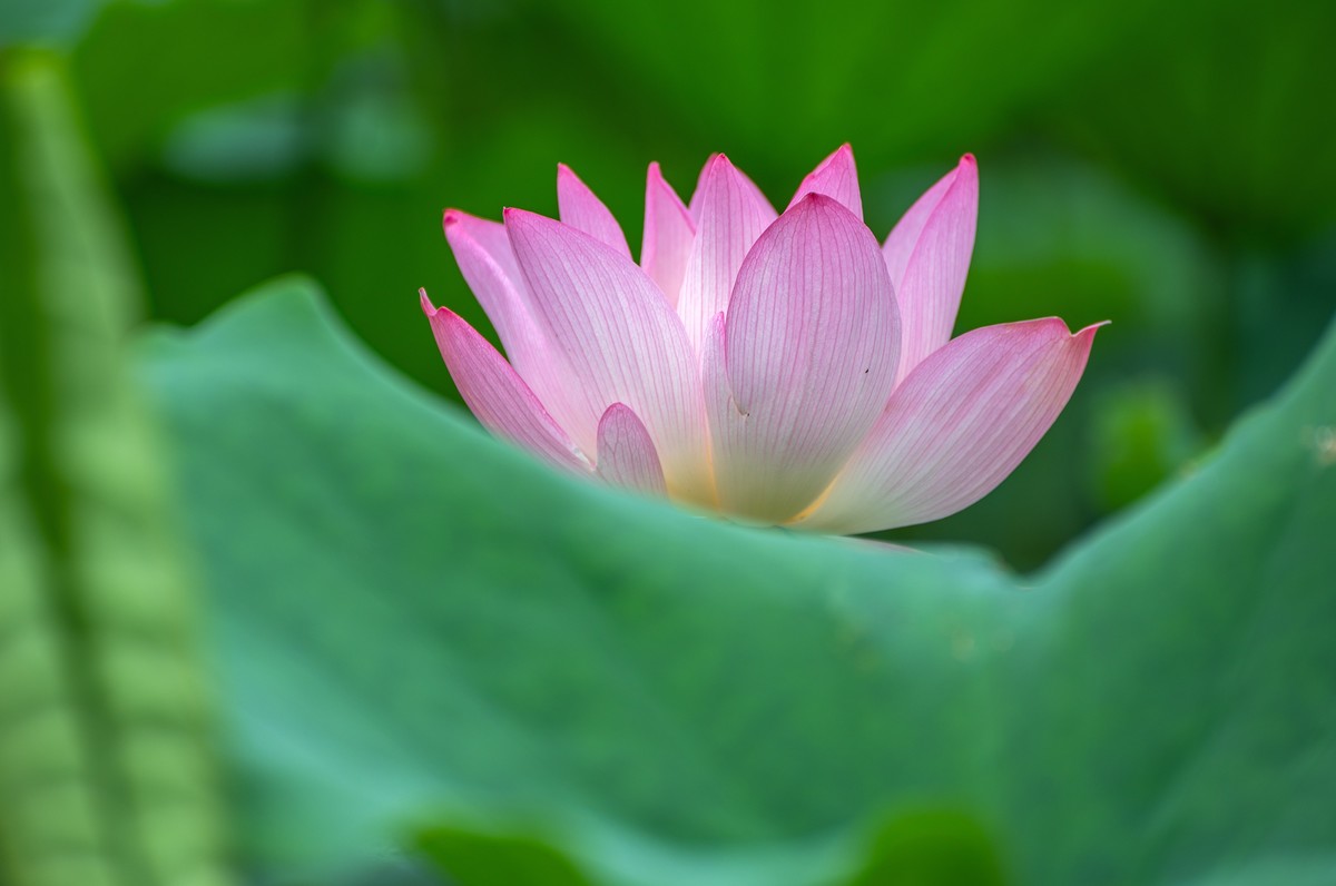 —— 荷花、莲花 ——