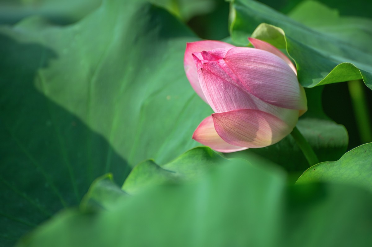 —— 荷花、莲花 ——