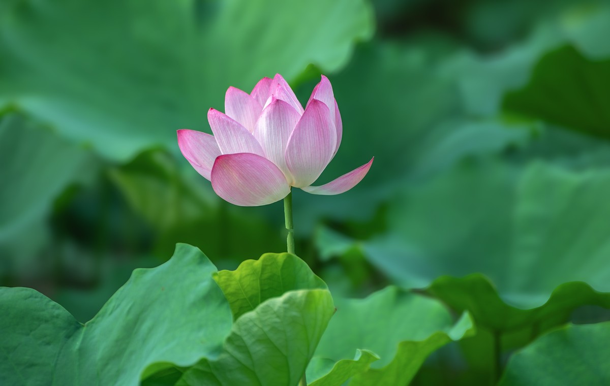 —— 荷花、莲花 ——