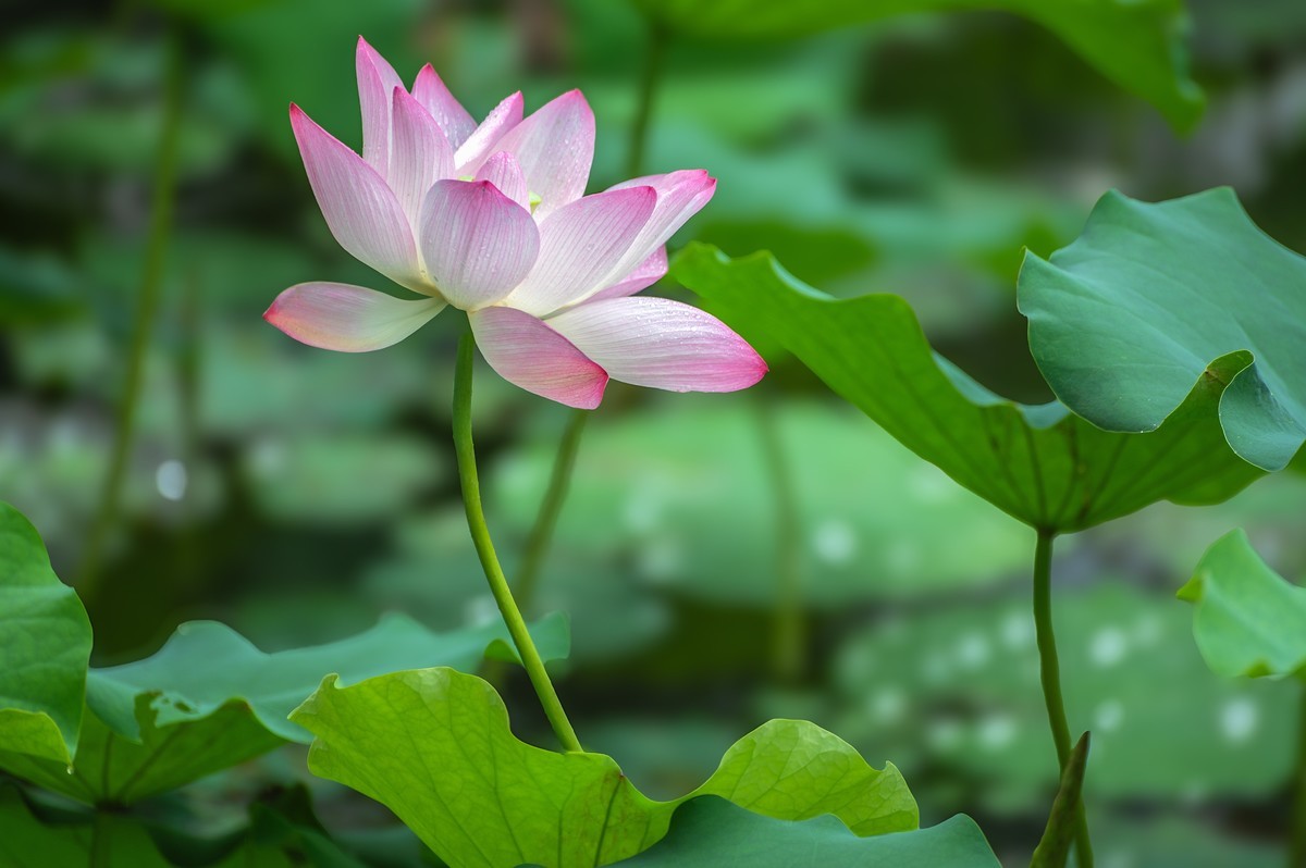 —— 荷花、莲花 ——