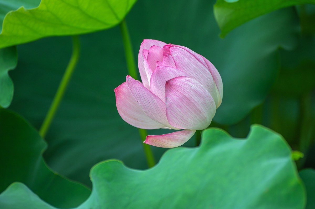 —— 荷花、莲花 ——