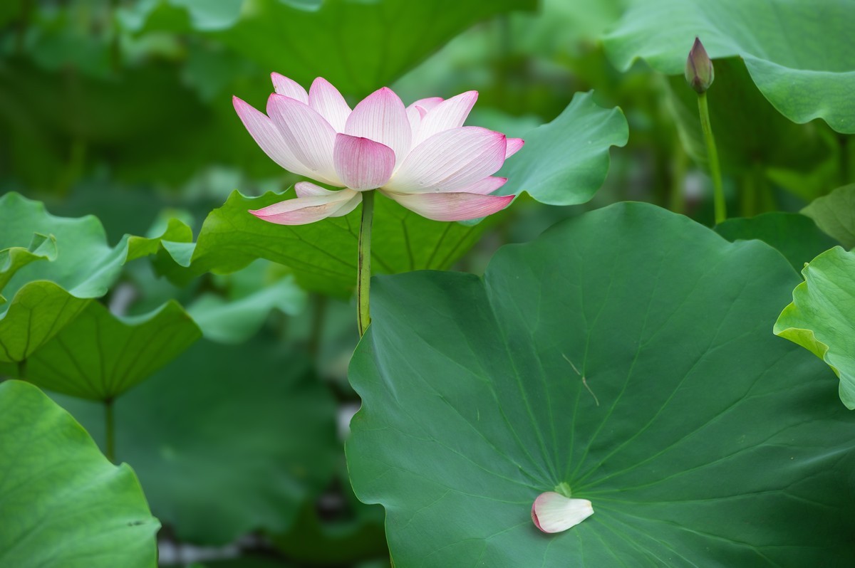 —— 荷花、莲花 ——