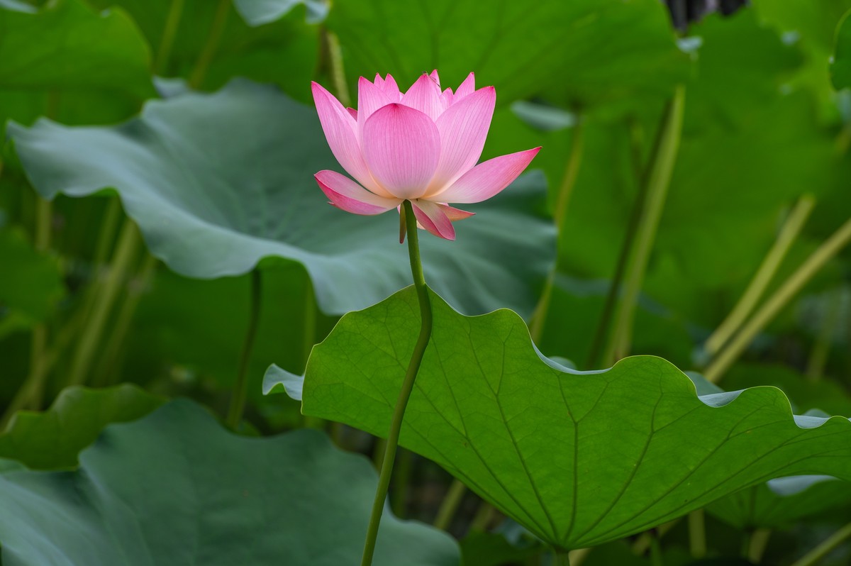 —— 荷花、莲花 ——