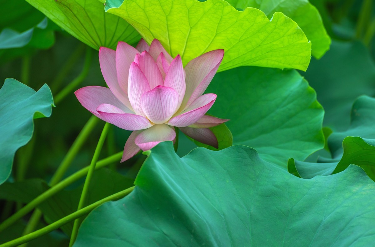 —— 荷花、莲花 ——