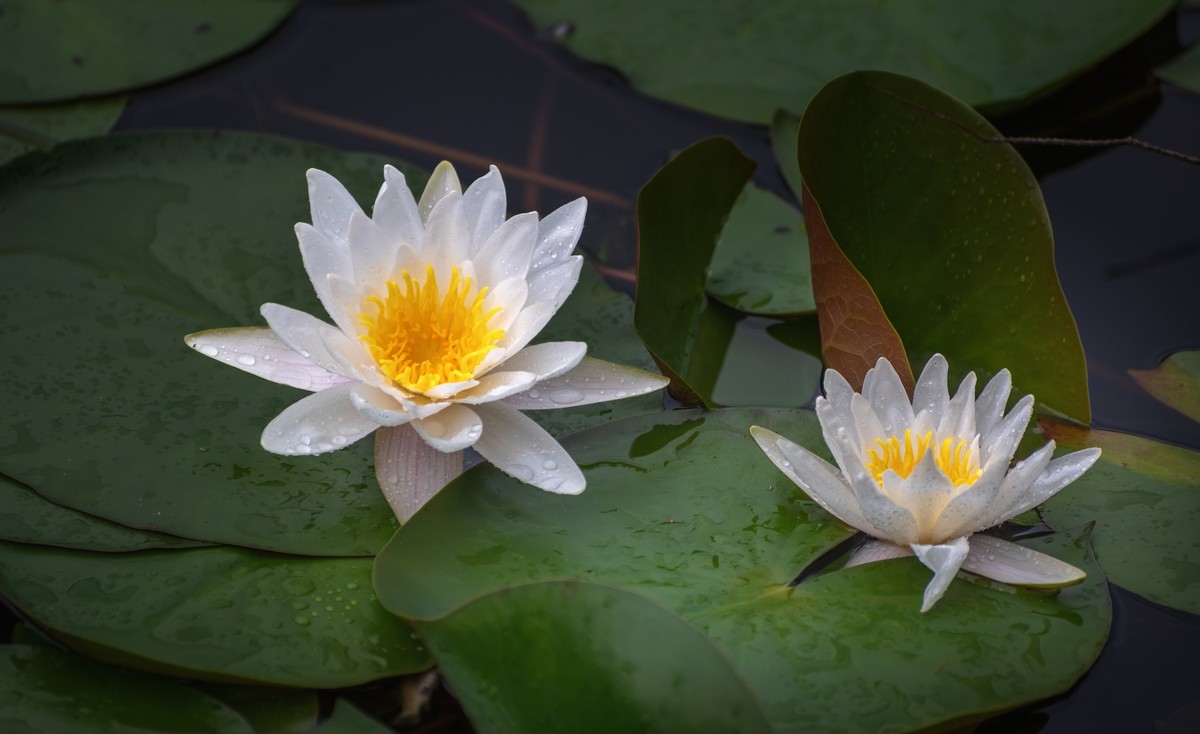 —— 荷花、莲花 ——