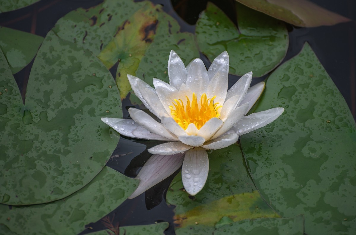 —— 荷花、莲花 ——