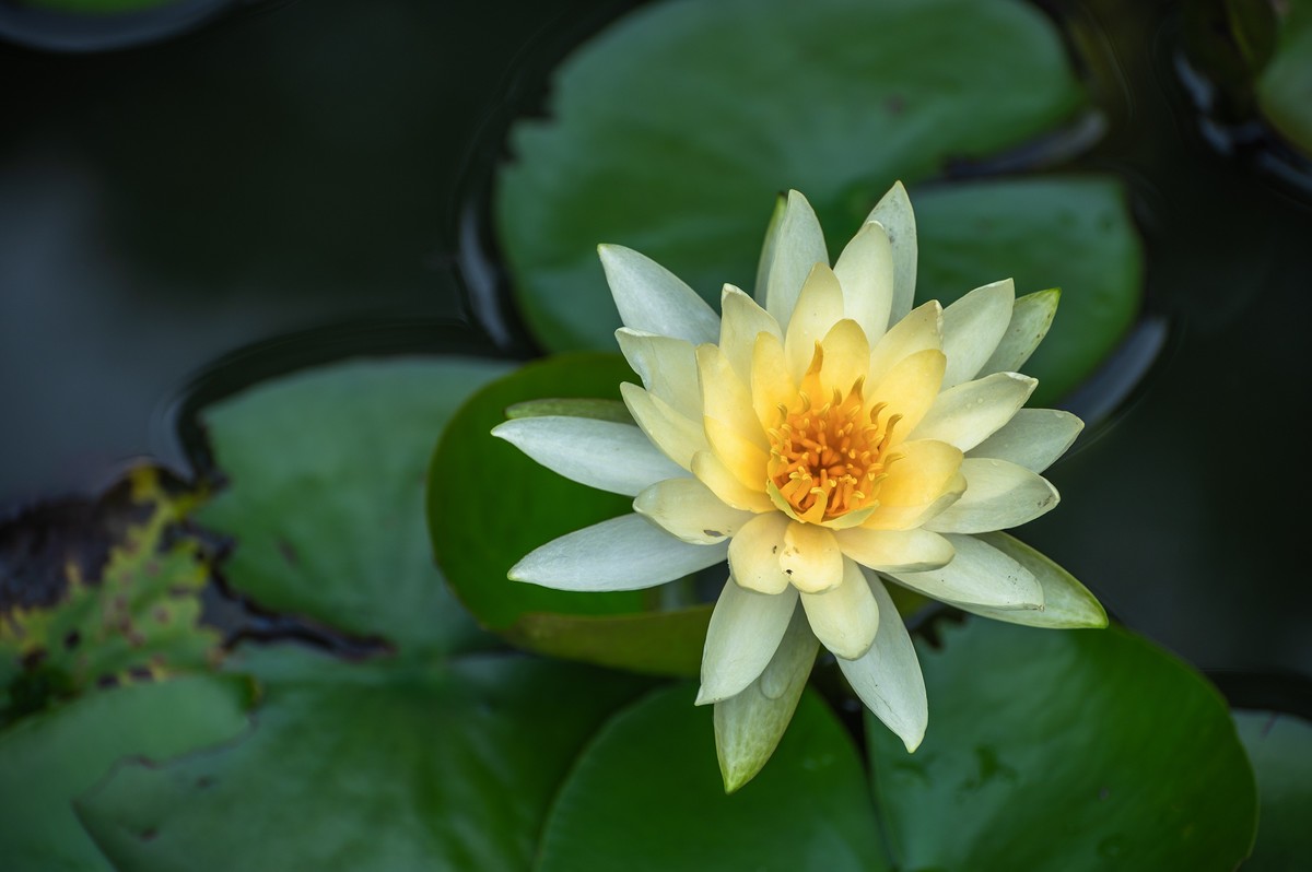 —— 荷花、莲花 ——