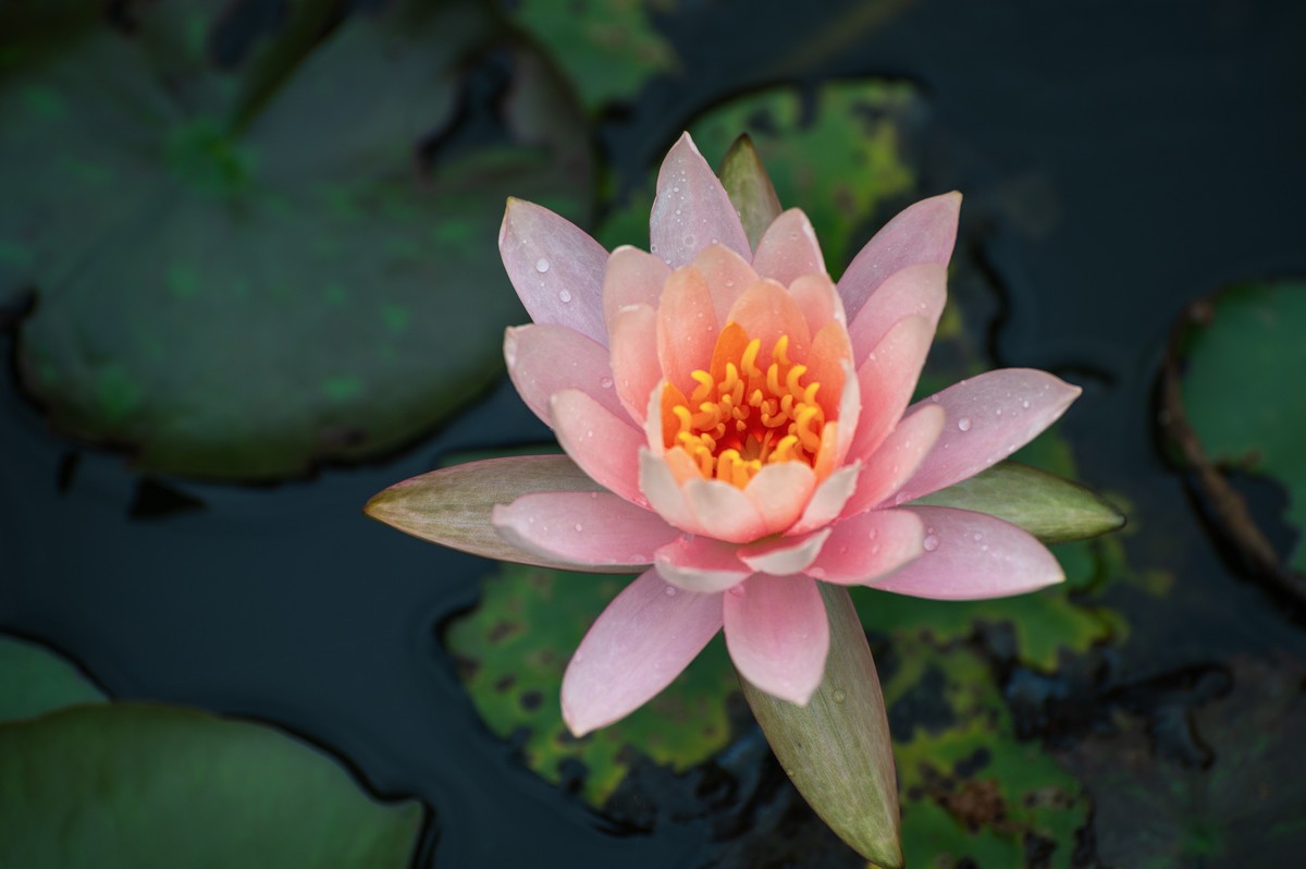 —— 荷花、莲花 ——