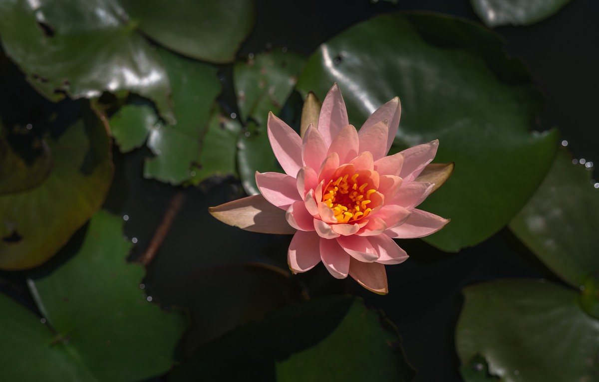 —— 荷花、莲花 ——