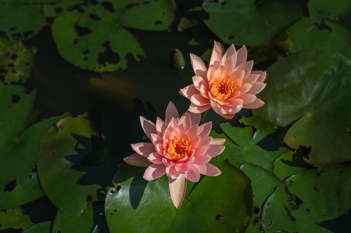 —— 荷花、莲花 ——