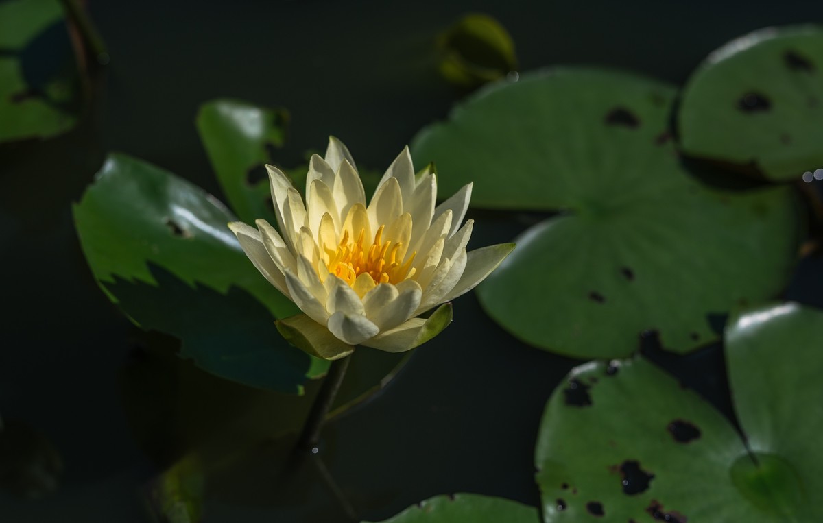 —— 荷花、莲花 ——