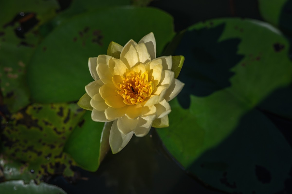 —— 荷花、莲花 ——