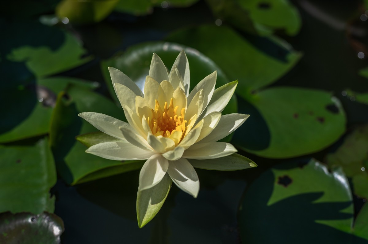 —— 荷花、莲花 ——