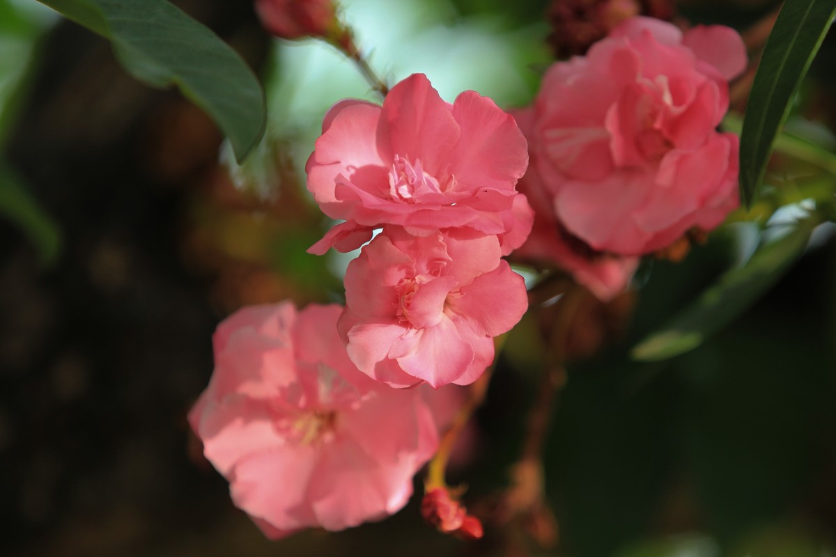 拍摄花卉一（616）