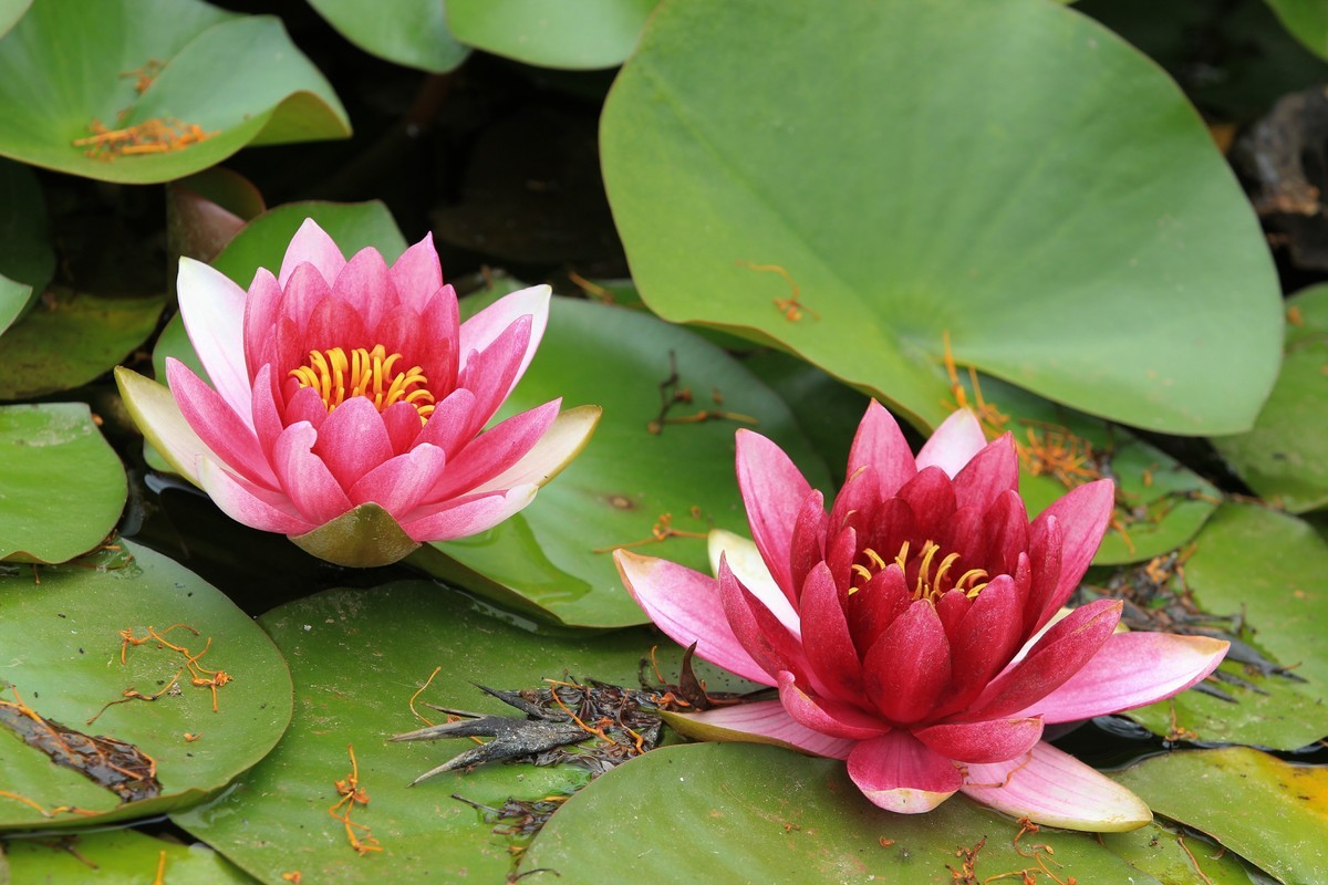 拍摄花卉一（616）