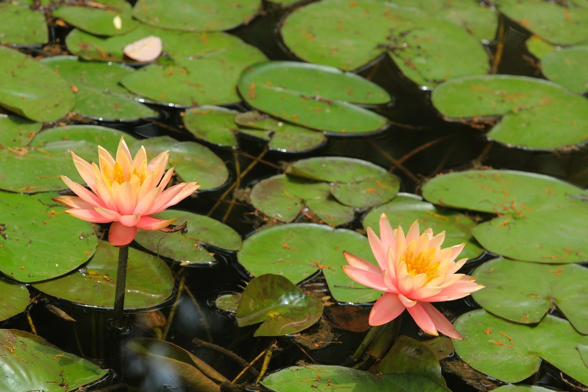 拍摄花卉一（616）