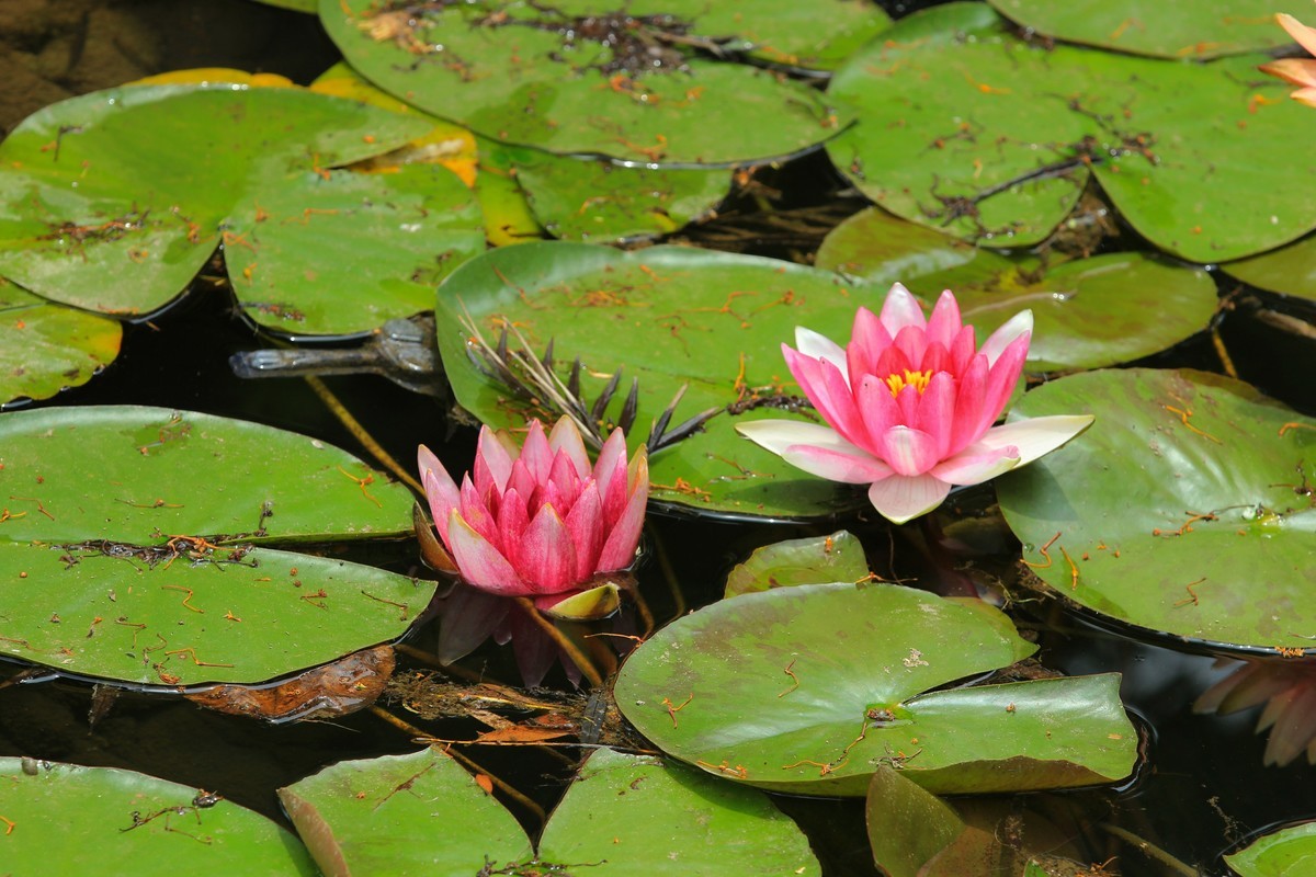 拍摄花卉一（616）