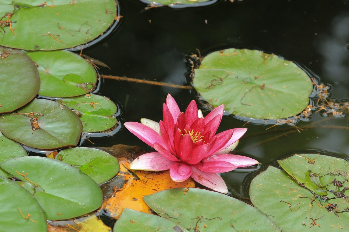 拍摄花卉一（616）