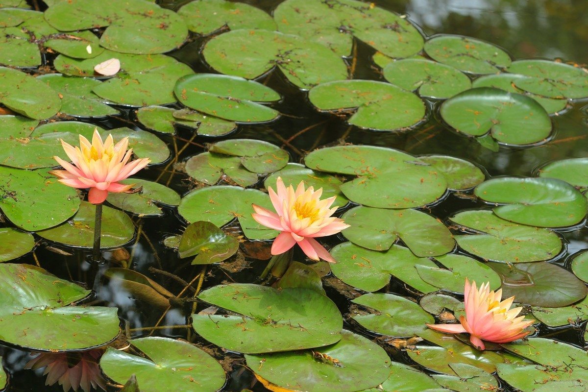 拍摄花卉一（616）