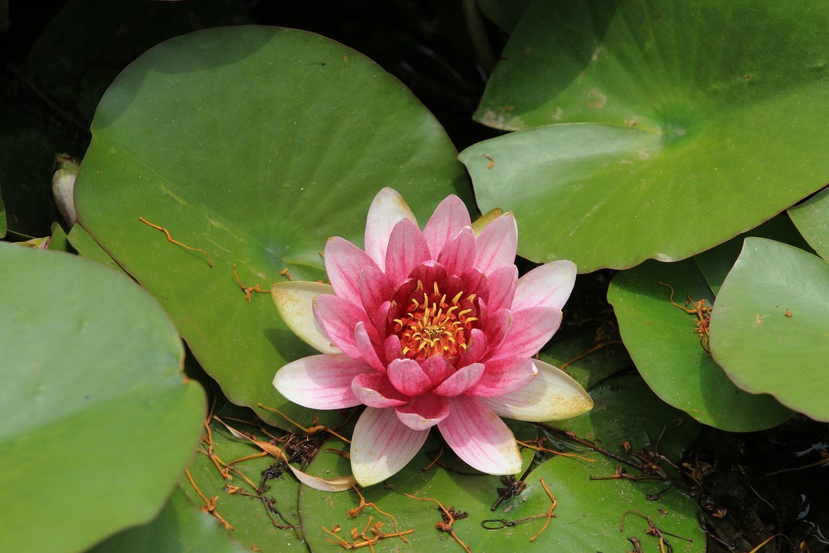 拍摄花卉一（616）