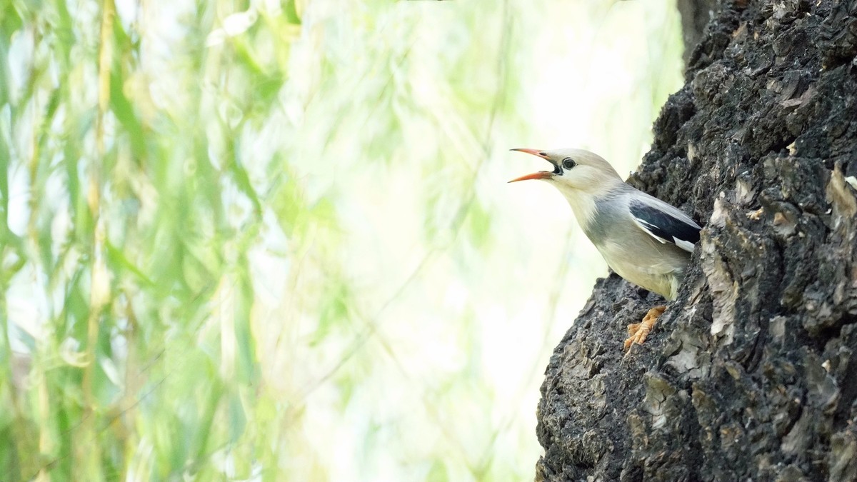 公园拍鸟    丝光椋鸟儿