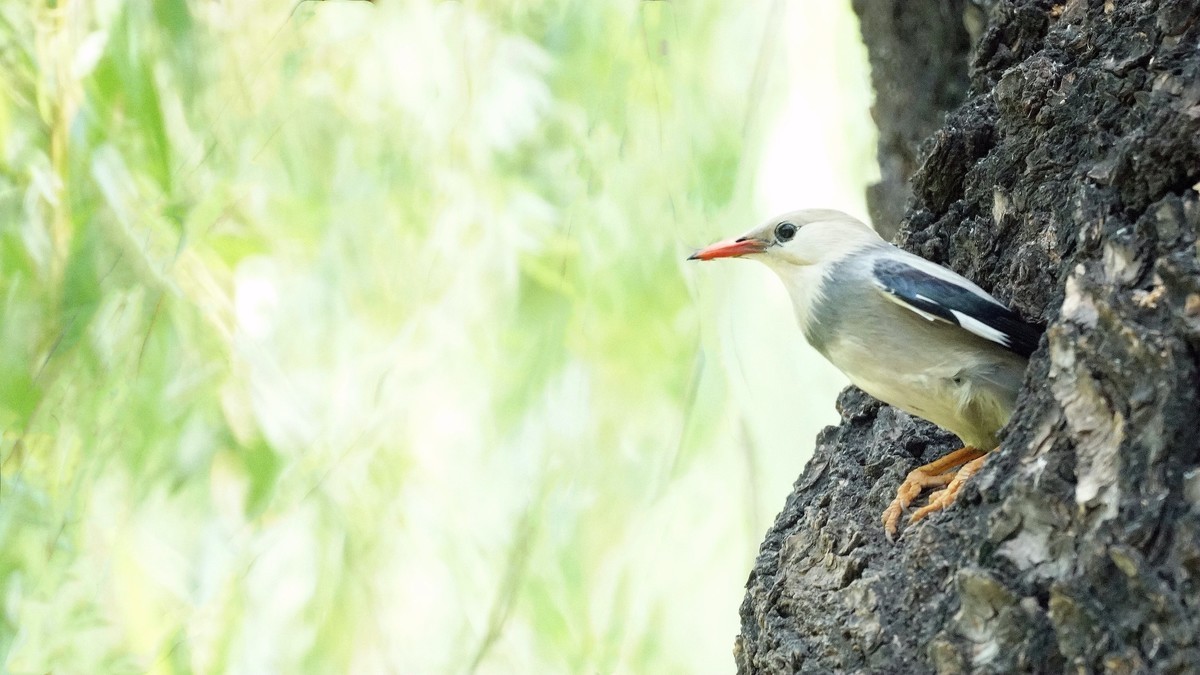 公园拍鸟    丝光椋鸟儿