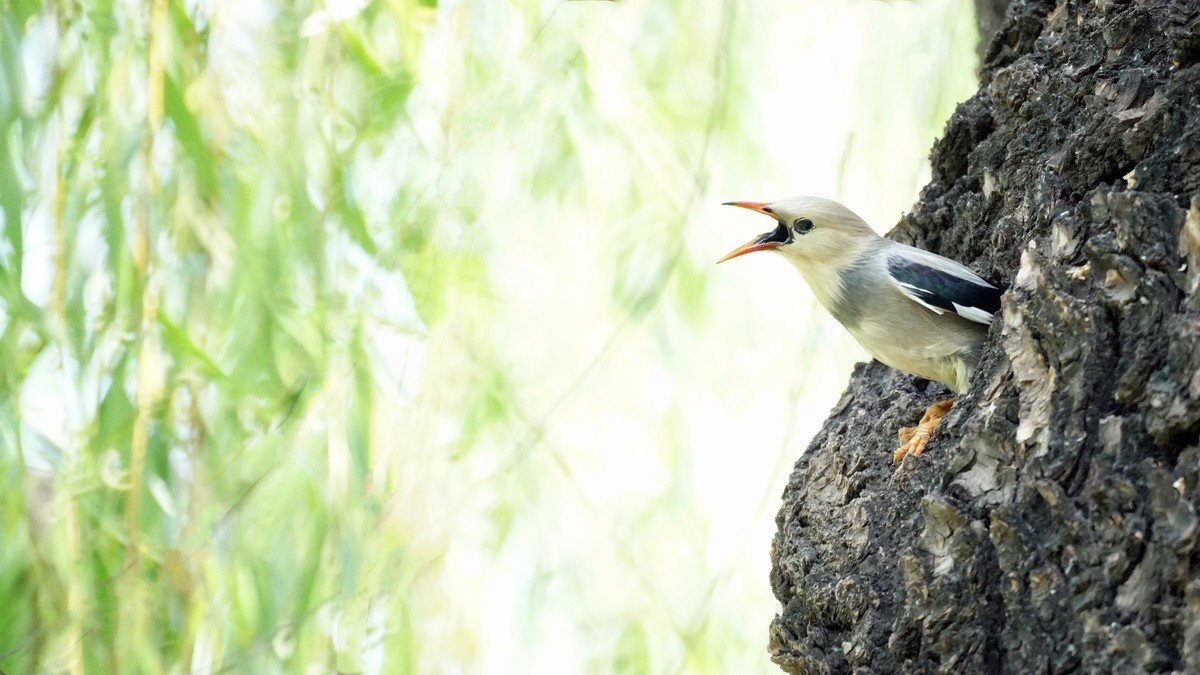 公园拍鸟    丝光椋鸟儿