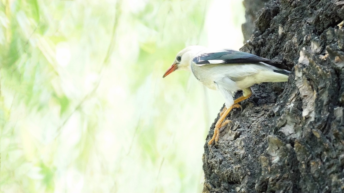 公园拍鸟    丝光椋鸟儿