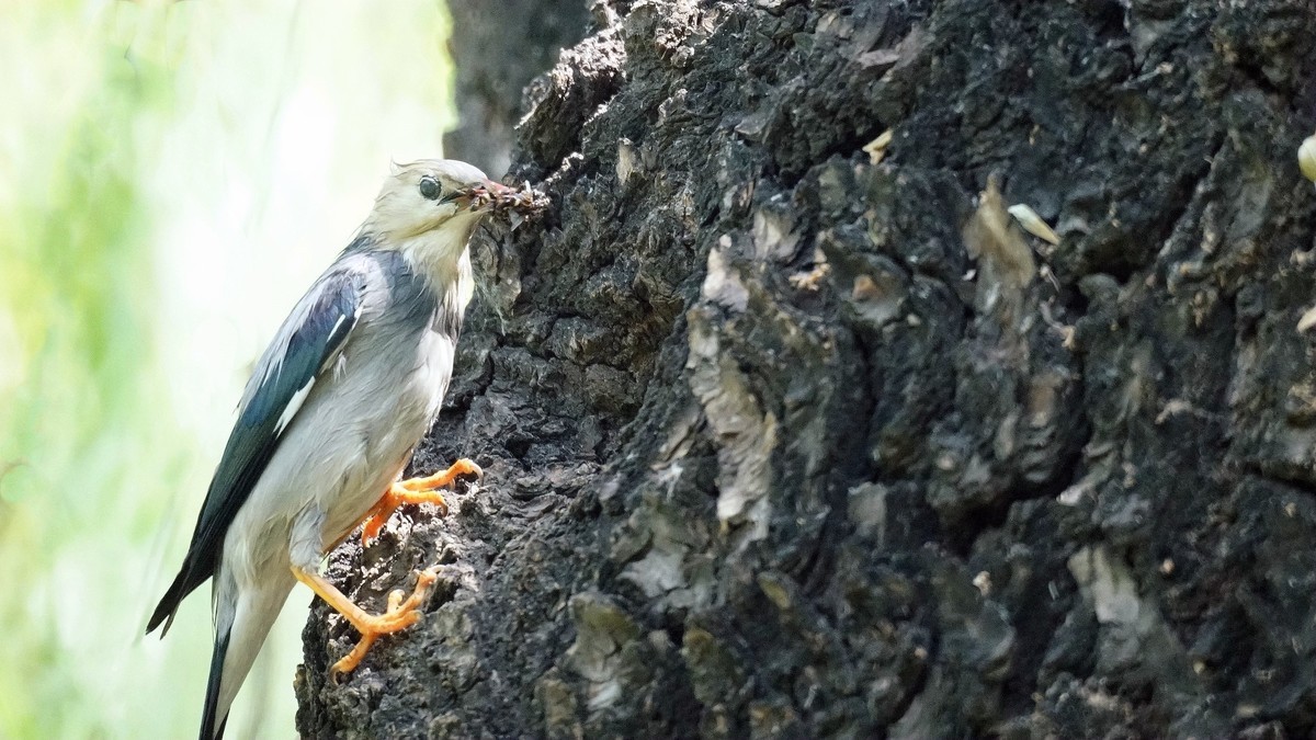 公园拍鸟    丝光椋鸟儿