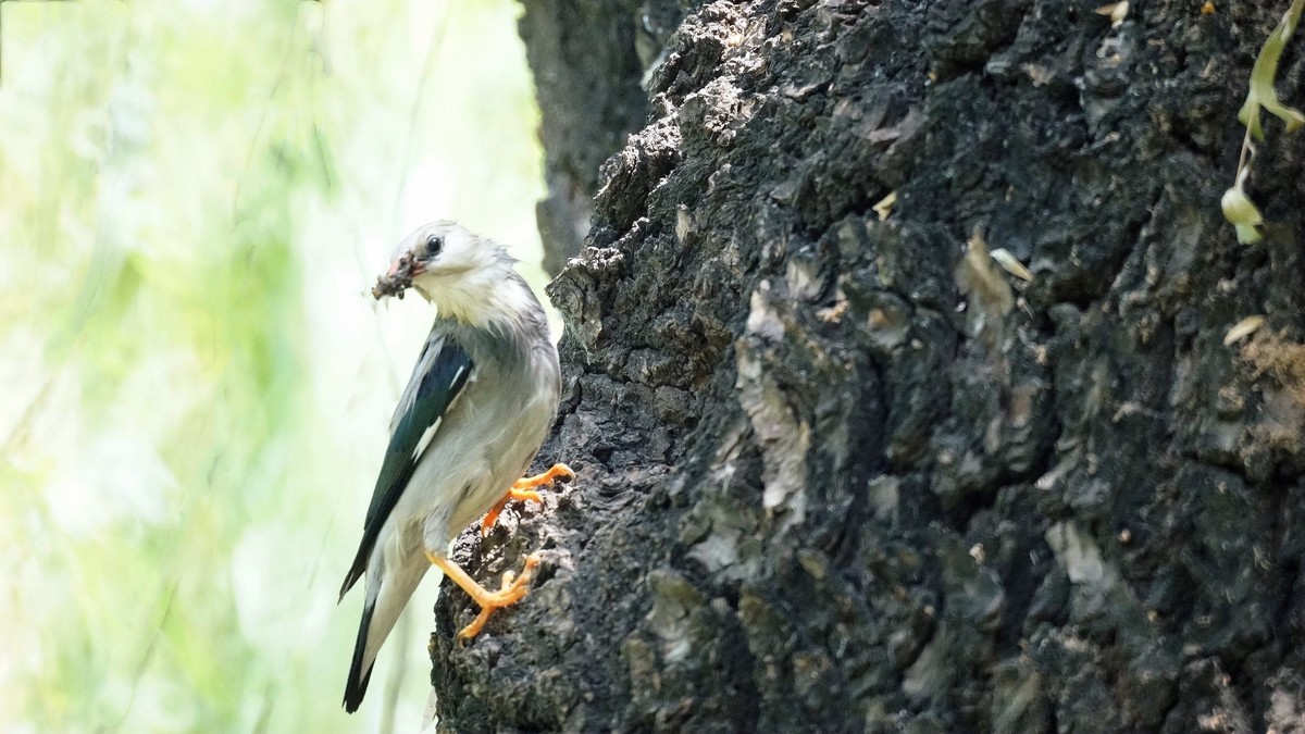 公园拍鸟    丝光椋鸟儿