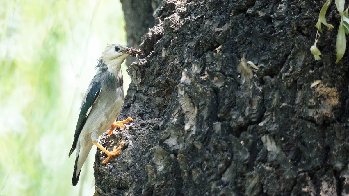 公园拍鸟    丝光椋鸟儿
