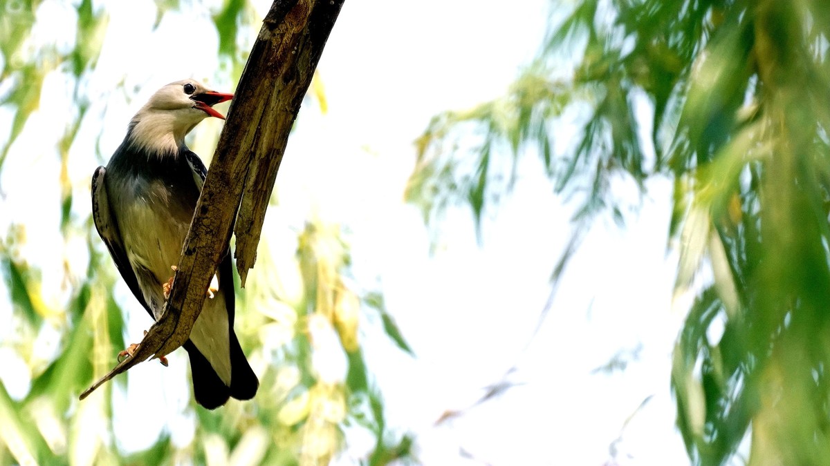 公园拍鸟    丝光椋鸟儿