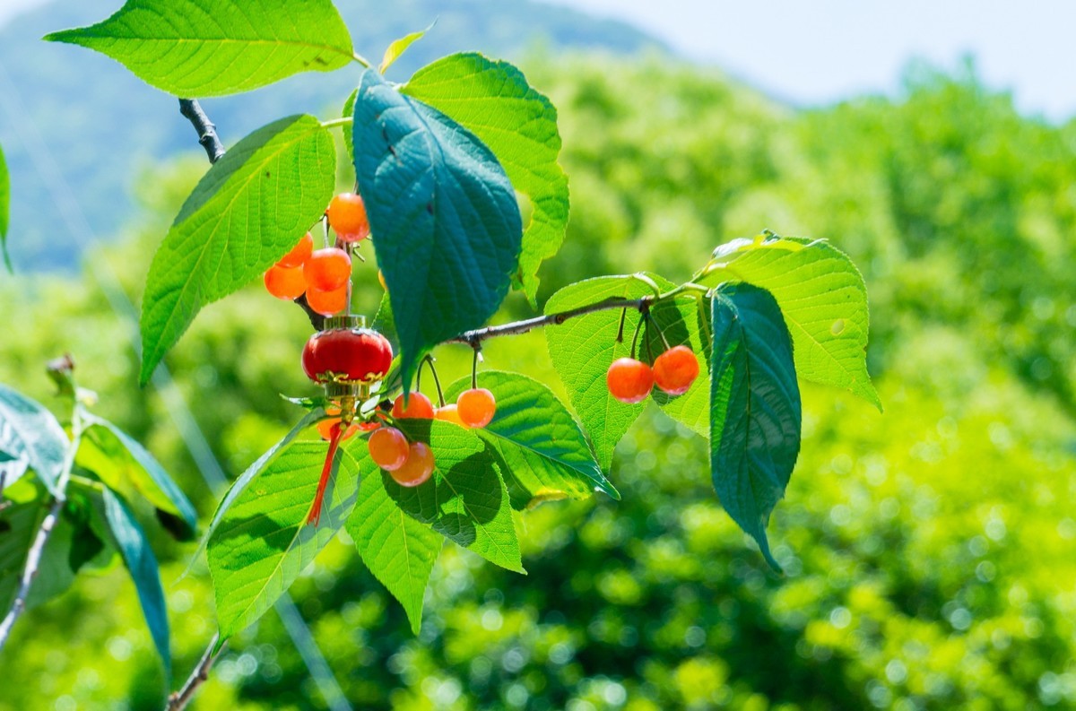 中国最美县城——桐庐严子陵